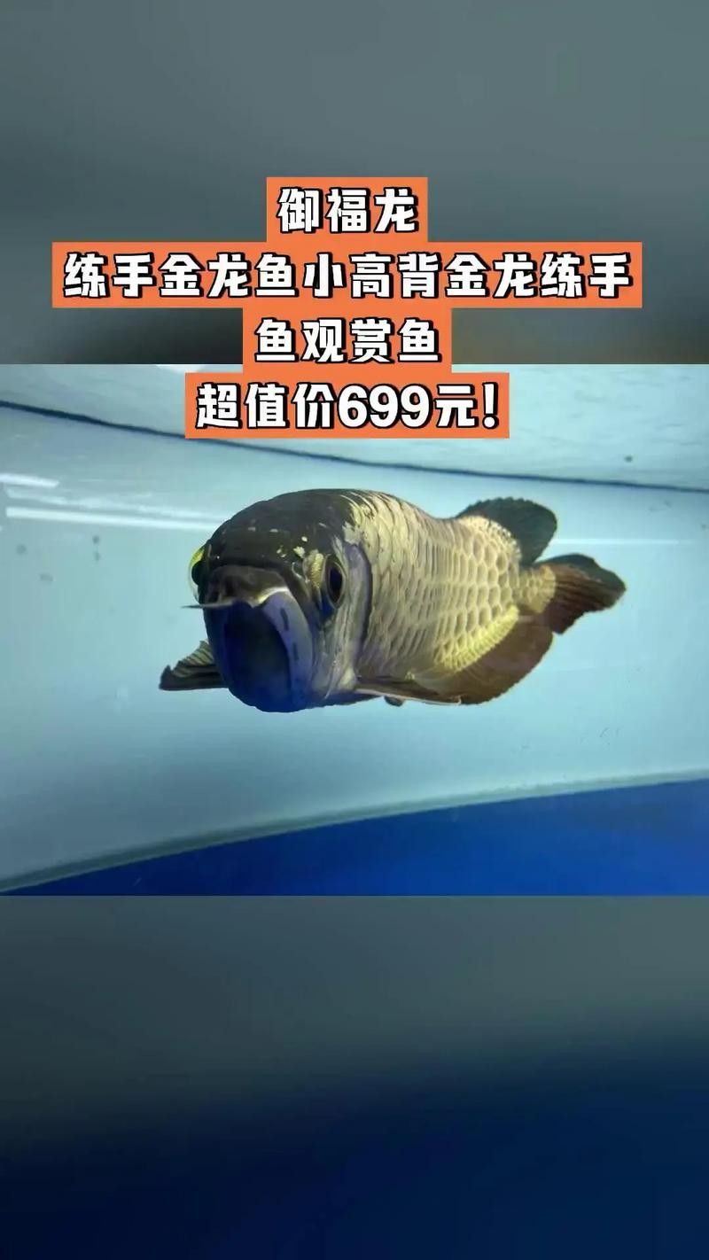 高背金龍魚多大發色好看啊圖片