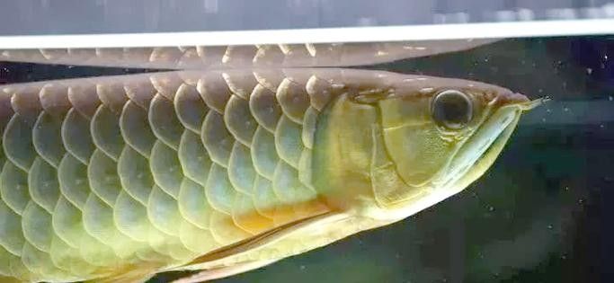 高背金龍魚多大發色好看啊圖片