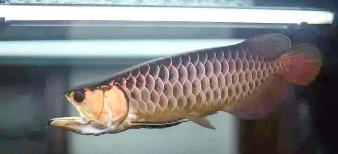 高背金龍魚多大發色好看啊圖片