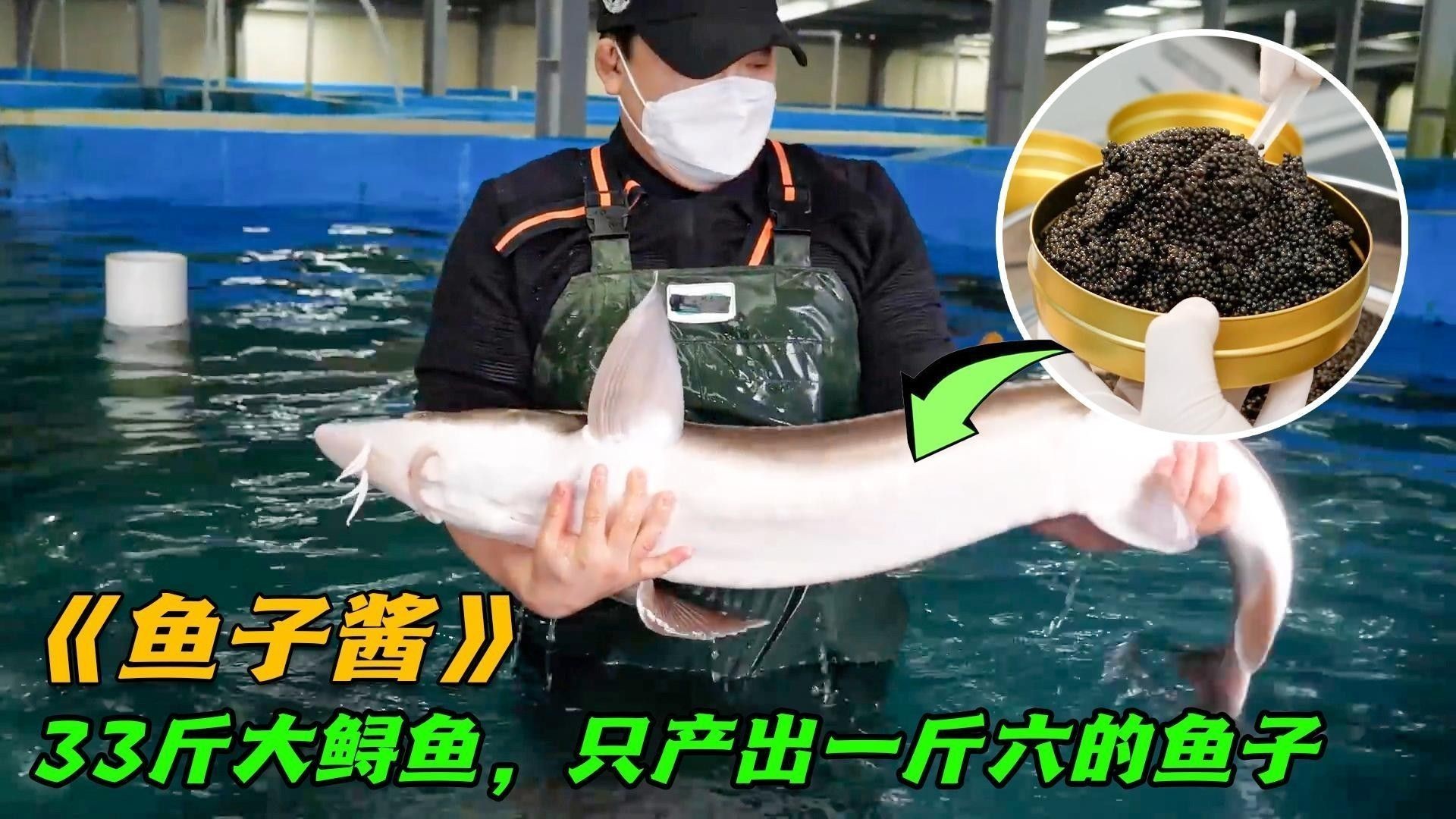 鱘龍魚的養殖技術