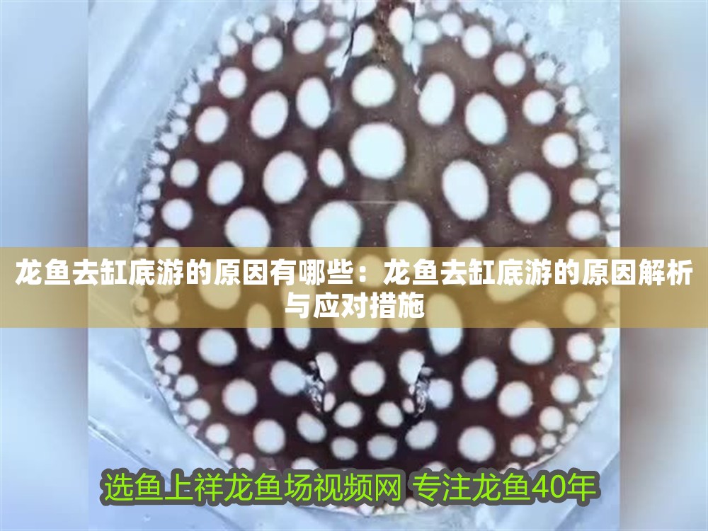 龍魚去缸底游的原因有哪些：龍魚去缸底游的原因解析與應對措施