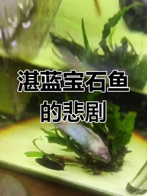 藍寶石魚咬魚最怕三個東西圖片