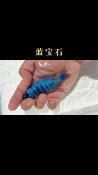 藍寶石魚咬魚最怕三個東西圖片
