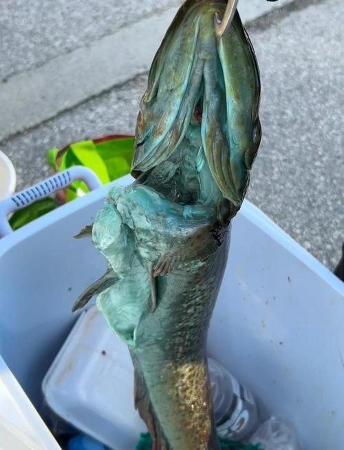 藍寶石魚咬魚最怕三個東西圖片
