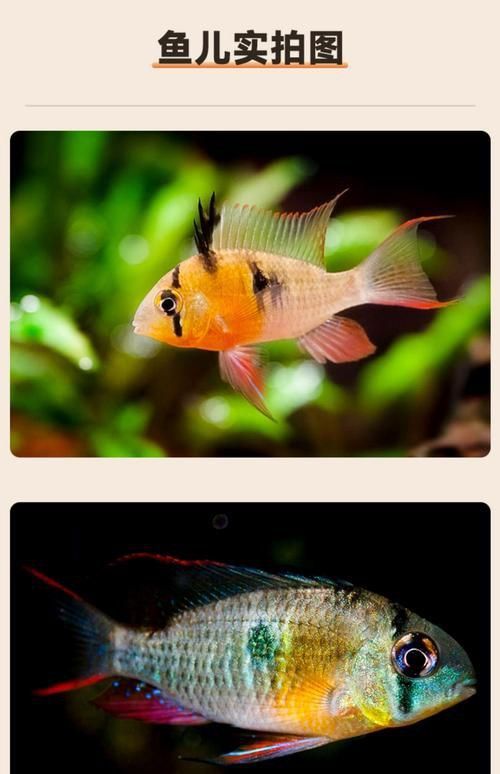 藍寶石魚咬魚最怕三個東西圖片