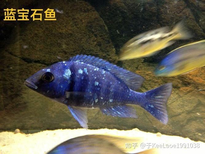 藍寶石魚咬魚最怕三個東西圖片