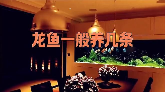 龍魚養幾條最活躍