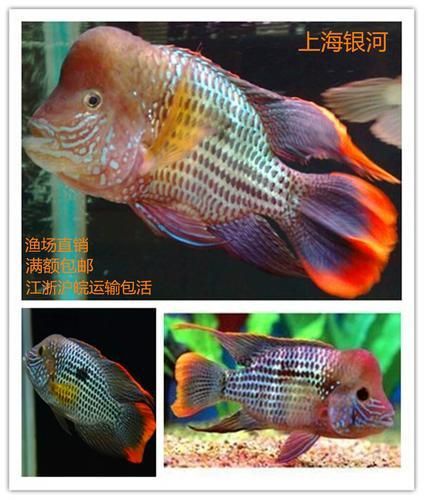 藍寶石魚咬魚最怕三個東西圖片