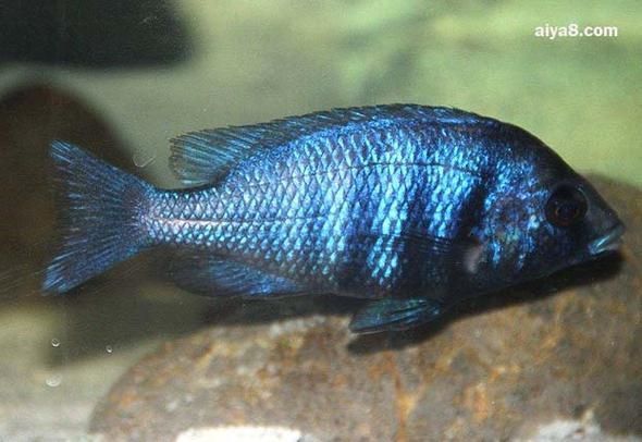 藍寶石魚咬魚最怕三個東西圖片