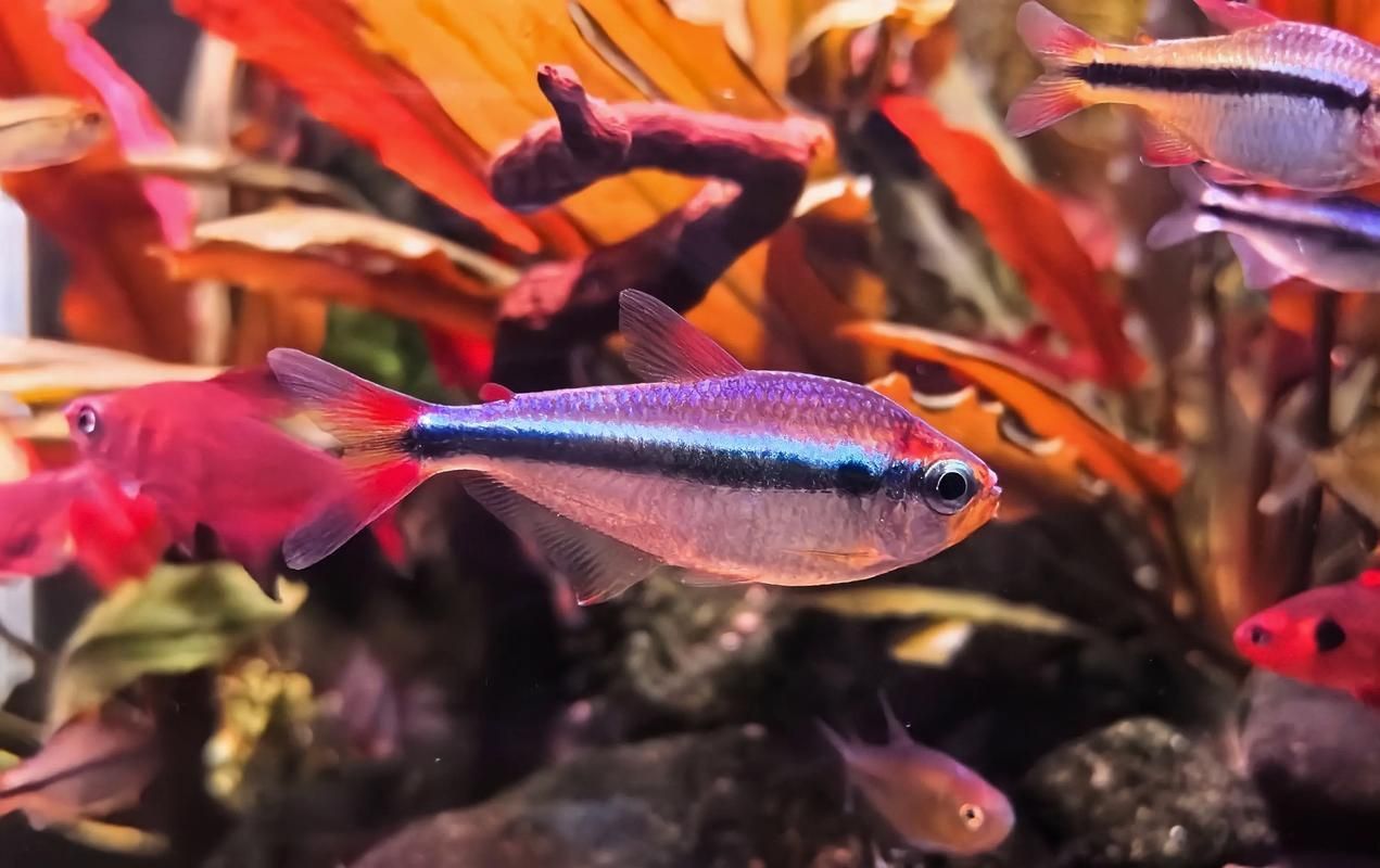 藍寶石魚咬魚最怕三個東西圖片