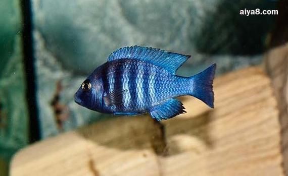 藍寶石魚咬魚最怕三個東西圖片