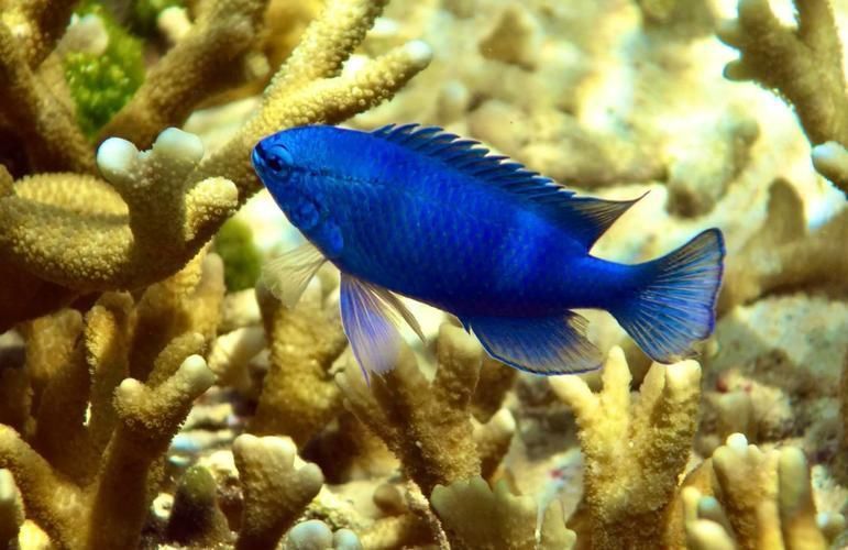 藍寶石魚咬魚最怕三個東西圖片