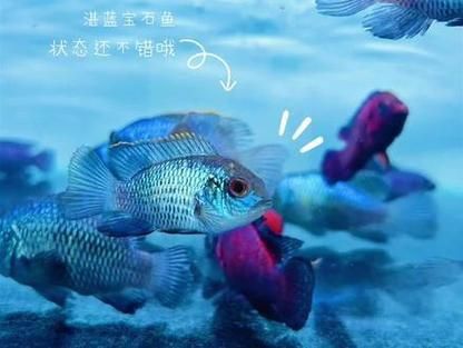 藍寶石魚咬魚最怕三個東西圖片