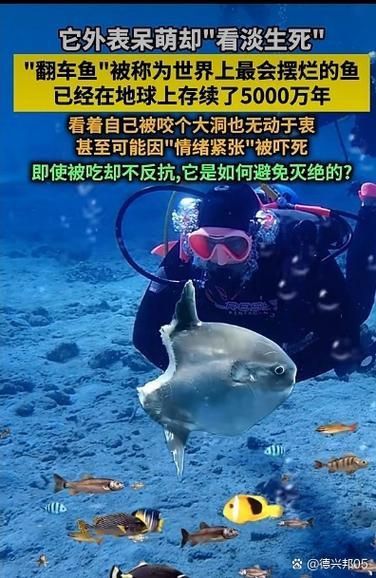 藍寶石魚咬魚最怕三個東西圖片