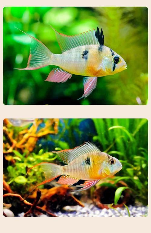 藍寶石魚咬魚最怕三個東西圖片