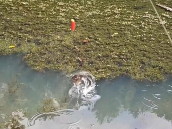 藍寶石魚咬魚最怕三個東西圖片