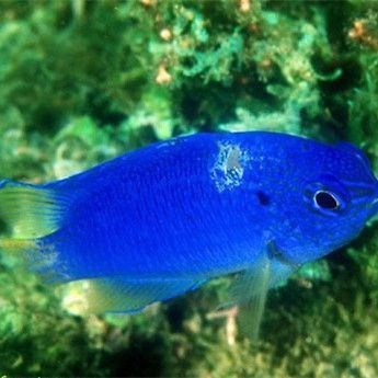 藍寶石魚咬魚最怕三個東西圖片