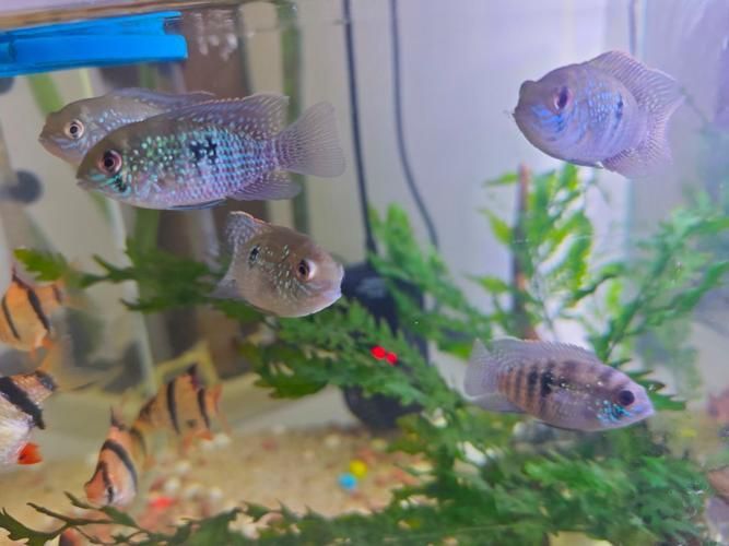 藍寶石魚咬魚最怕三個東西圖片