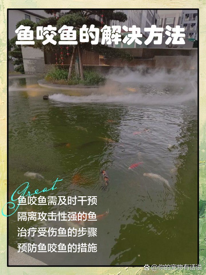 藍寶石魚咬魚最怕三個東西圖片