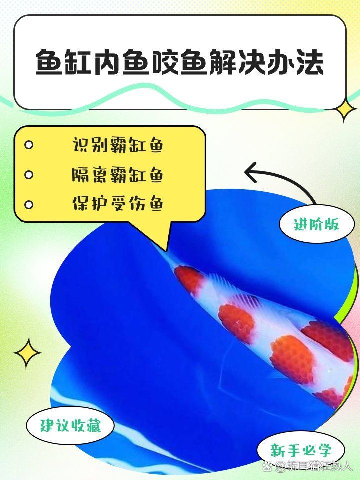 藍寶石魚咬魚最怕三個東西圖片