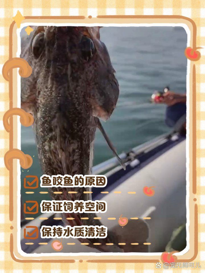 藍寶石魚咬魚最怕三個東西圖片