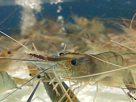 龍魚喂河蝦還是基圍蝦：喂龍魚河蝦是基圍蝦還是基圍蝦，需要綜合考慮多種因素