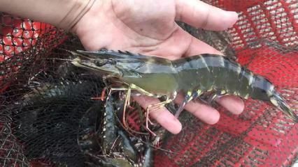龍魚喂河蝦還是基圍蝦：喂龍魚河蝦是基圍蝦還是基圍蝦，需要綜合考慮多種因素