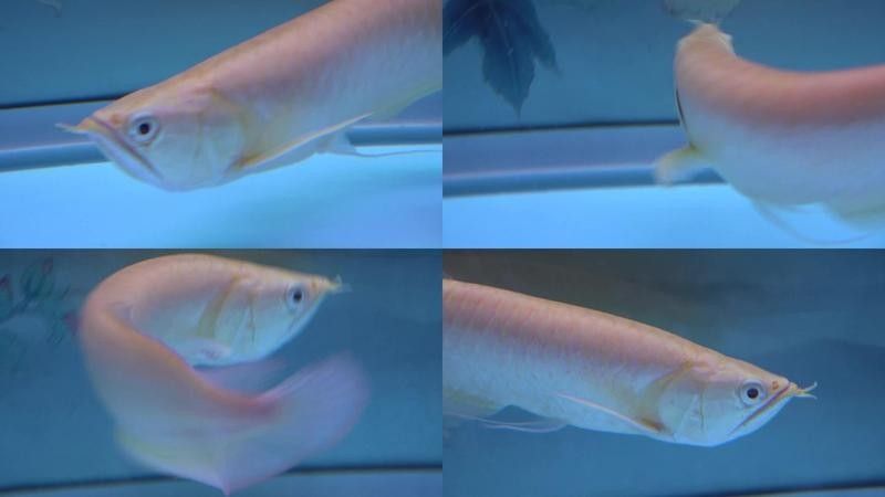 龍魚視頻播放下載