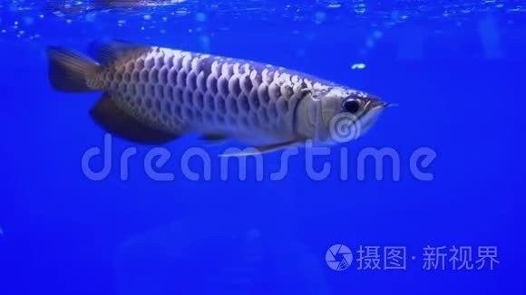 龍魚視頻播放下載