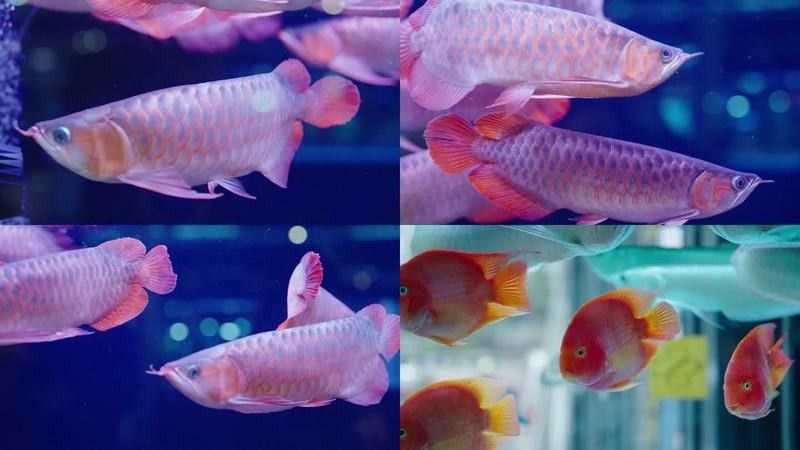 龍魚視頻播放下載