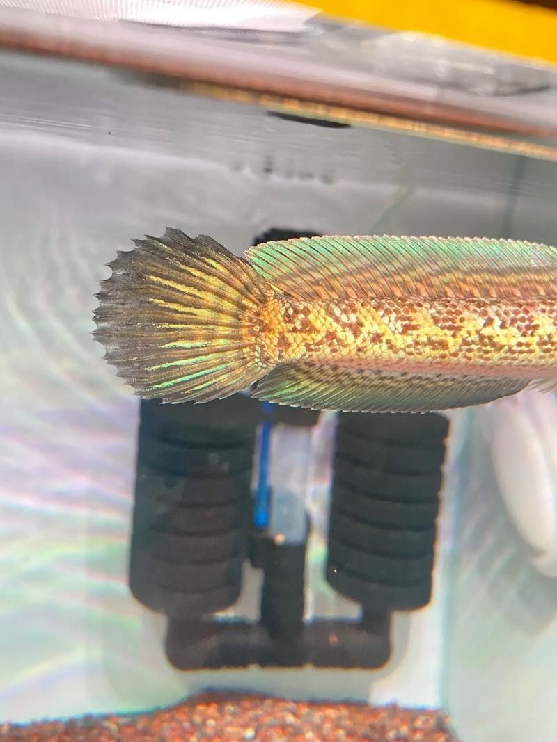 雷龍魚尾巴爛了怎么辦圖片