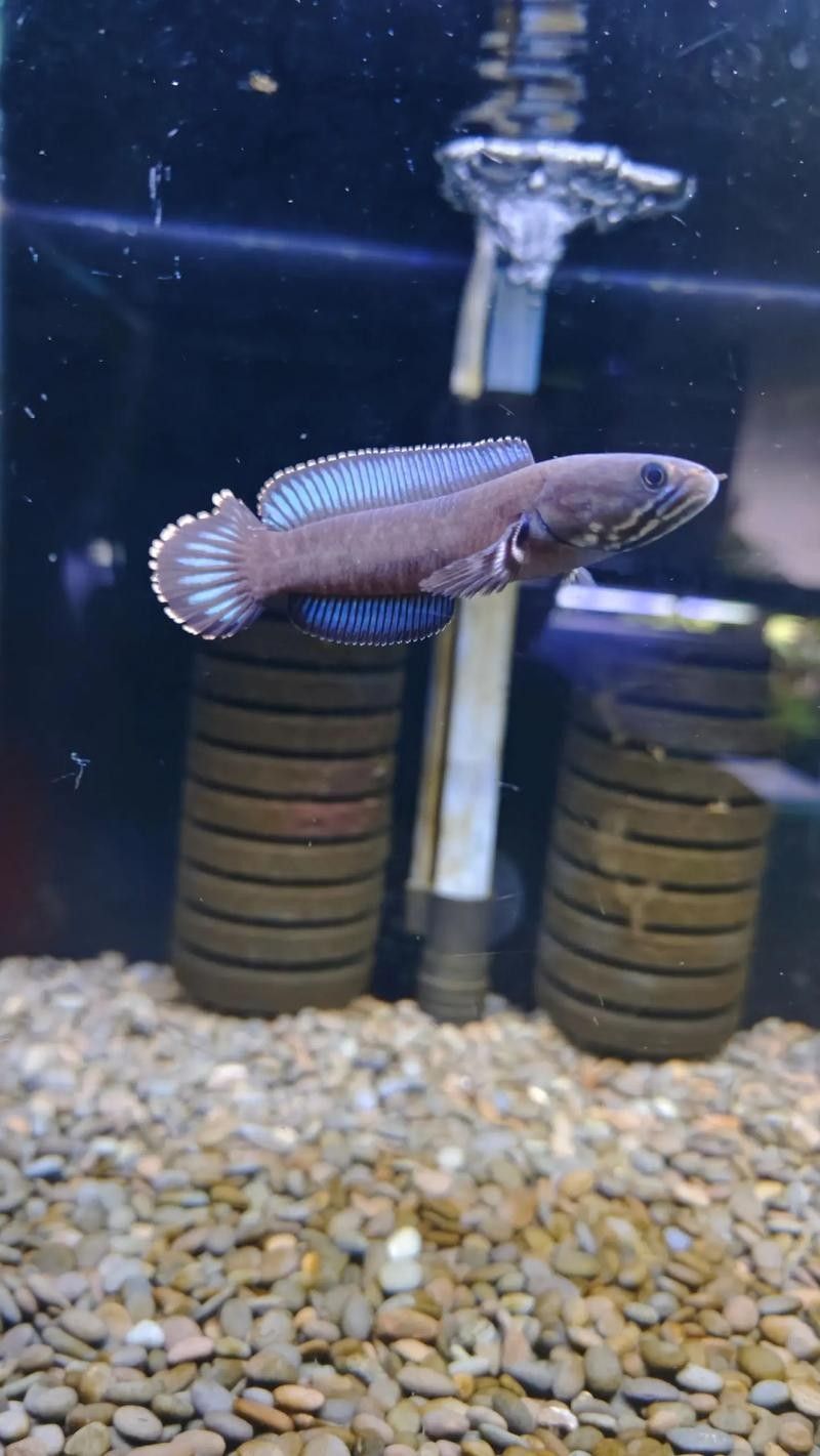 雷龍魚尾巴爛了怎么辦圖片