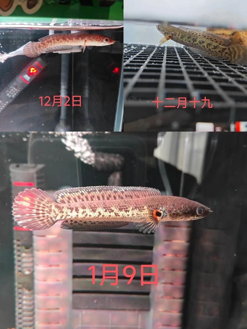 雷龍魚尾巴爛了怎么辦圖片