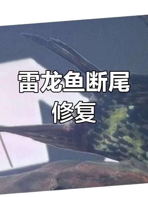 雷龍魚尾巴爛了怎么辦圖片