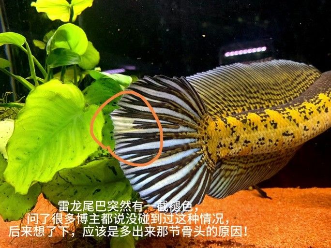 雷龍魚尾巴爛了怎么辦圖片