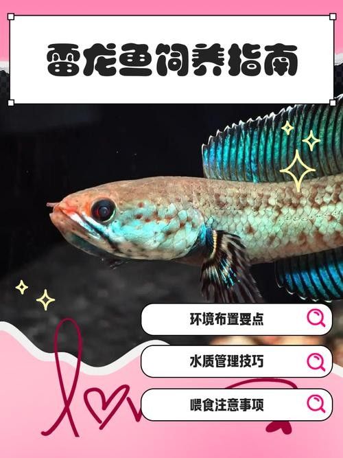 雷龍魚尾巴爛了怎么辦圖片