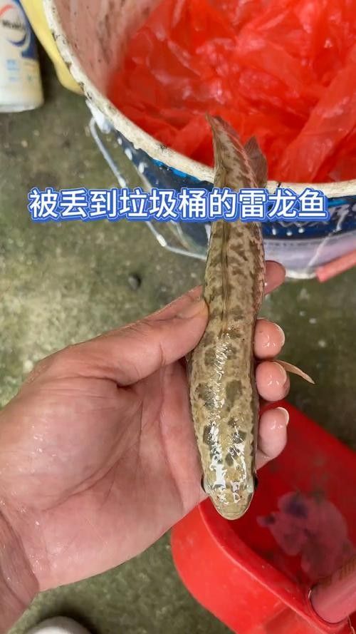雷龍魚尾巴爛了怎么辦圖片