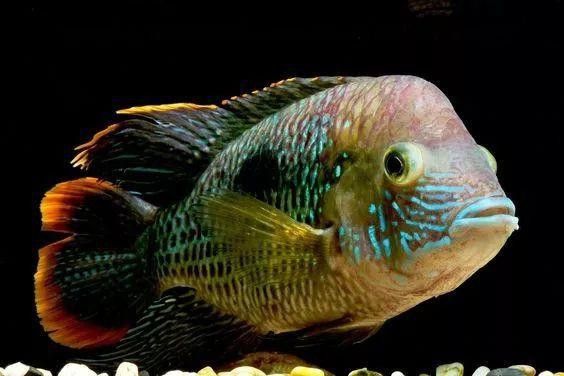 皇冠魚和龍魚能一起養(yǎng)么視頻