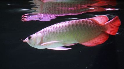 紅金龍魚吃什么好養活：紅金龍魚的飼養食譜