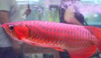 龍魚發色藥水：如何自然提升龍魚色澤