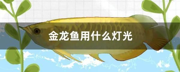 金龍魚燈光頂燈用24小時(shí)嗎怎么調(diào)：金龍魚燈光頂燈用24小時(shí)嗎