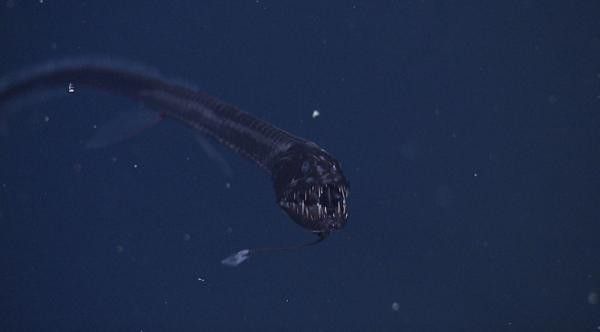 深海黑龍魚圖片大全