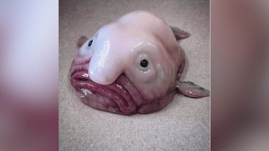 深海黑龍魚圖片大全