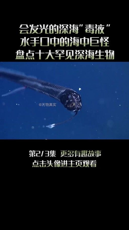 深海黑龍魚圖片大全