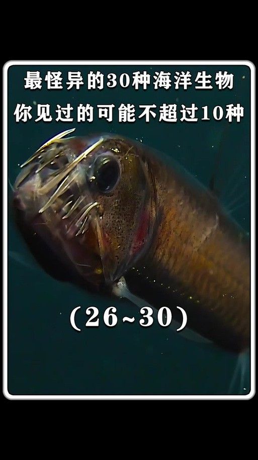 深海黑龍魚圖片大全