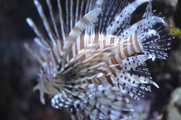 深海黑龍魚圖片大全