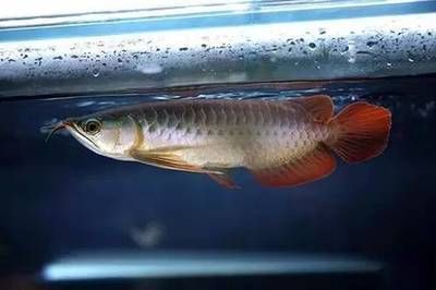 龍魚吃泥鰍不怕骨頭傷胃嗎（龍魚吃泥鰍會傷胃嗎）