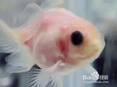 龍魚(yú)顏色變淺了怎么辦（如何判斷龍魚(yú)的顏色變淺）