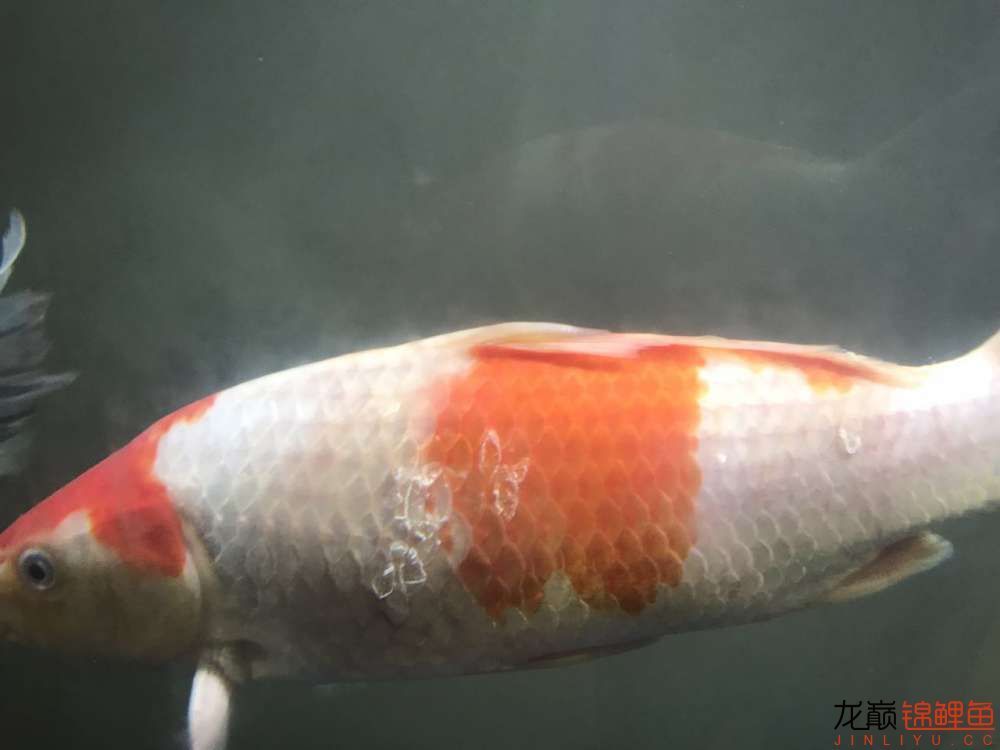 龍魚鰭碎了多久能長好（龍魚鰭碎了怎么修復）