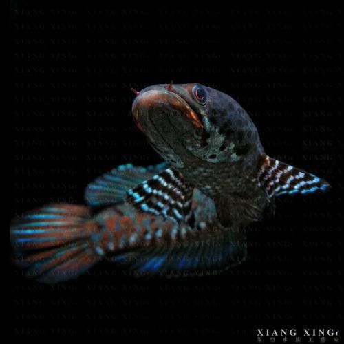 什么雷龍魚好養